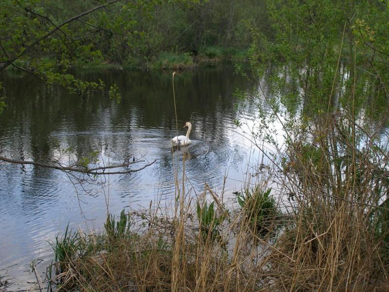 Wycieczka Nr 4/2011 - Jezioro Drużno - 01 maja 2011